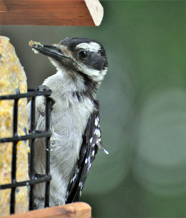 bird on feeder